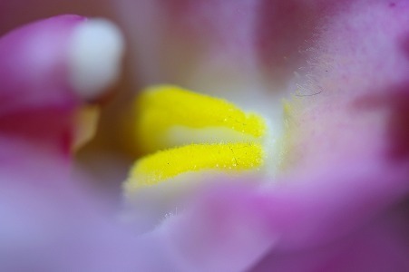 IMGP4139.jpg